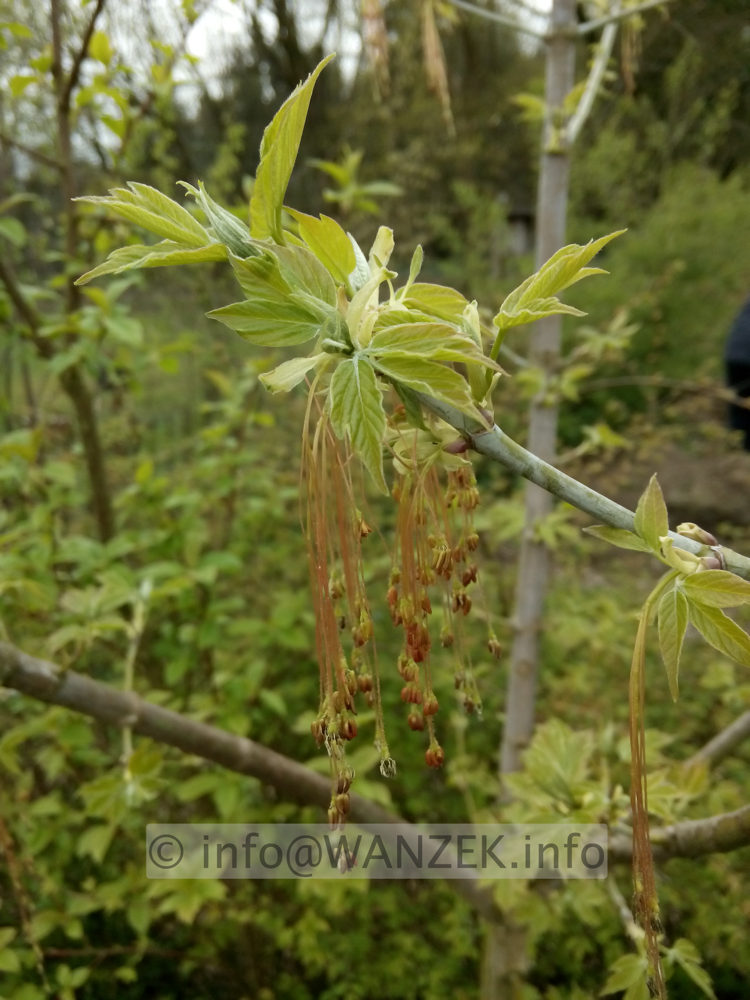 Acer negundo - Blueten im Austrieb.jpeg